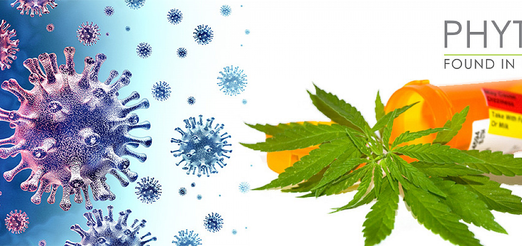 Le CBD peut-il aider contre le COVID-19 Coronavirus ?