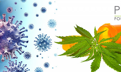 Le CBD peut-il aider contre le COVID-19 Coronavirus ?