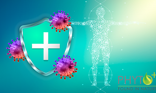 How does CBD affect the immune system and autoimmune diseases?