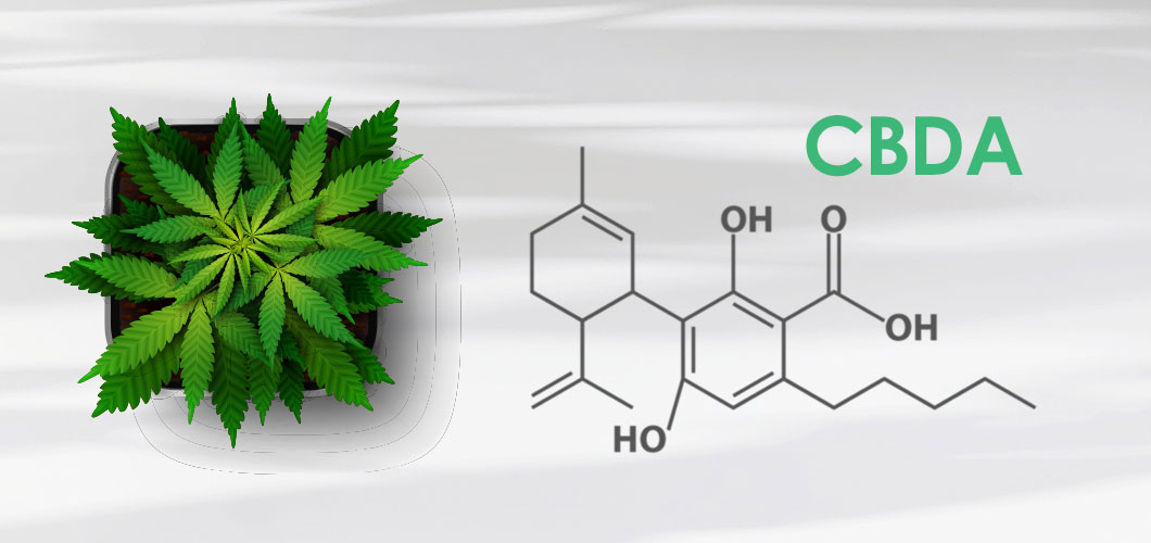 Was ist der Unterschied zwischen CBD und CBDA Öl und welche potenziellen Vorteile gibt es?