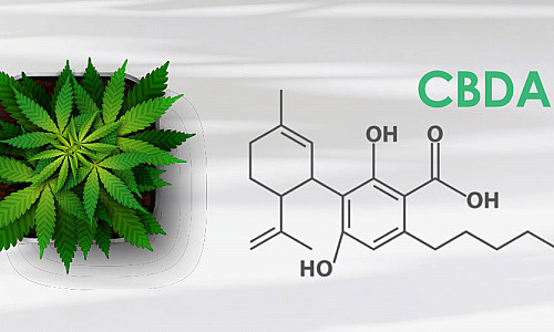 CBDA vs. CBD - What is the difference and what are the Potential Health Benefits?