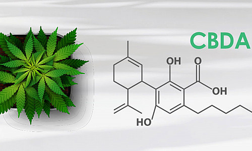 CBDA vs. CBD - Qual é a diferença e quais são os potenciais benefícios para a saúde?