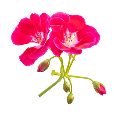 Pelargonium graveolens flower oil ingredient of CBD Skin Repair Salve from Phyto Plus