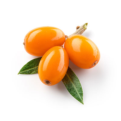 Sea Buckthorn oil ingredient of CBD Skin Repair Salve from Phyto Plus