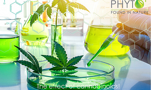 Welche Effekte haben Cannabinoide?