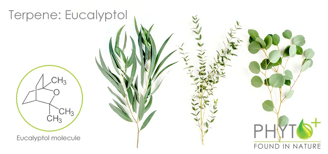 Eucalyptol terpene CBD Öl Eucalyptol terpene CBD Öl