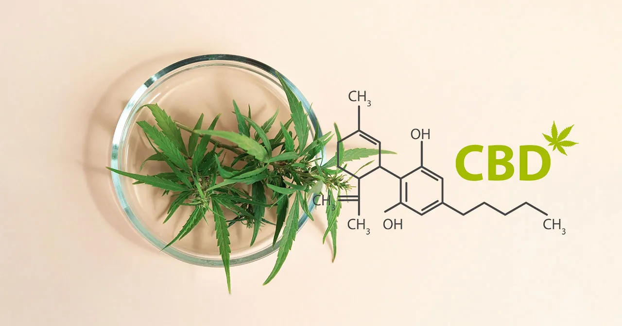 CBD hemp plant with CBD molecule Phyto Plus®