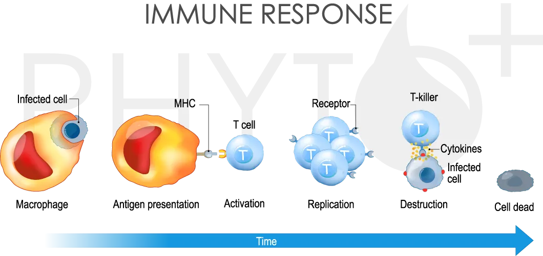 chronologie de la réponse immunitaire d'une cellule T
