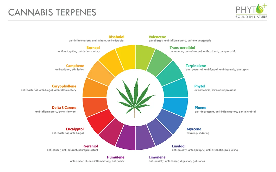 Cannabis-Terpene - Terpenoidprofil von CBD Öl Cannabis-Terpene - Terpenoidprofil von CBD Öl