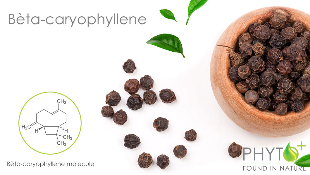 Bèta-caryophyllene terpene in CBD oil