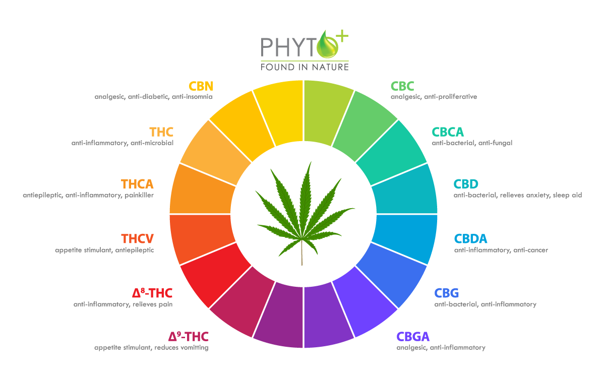 Op deze afbeelding zie je de cannabinoïden die in grotere hoeveelheden voorkomen in de hennepplant.