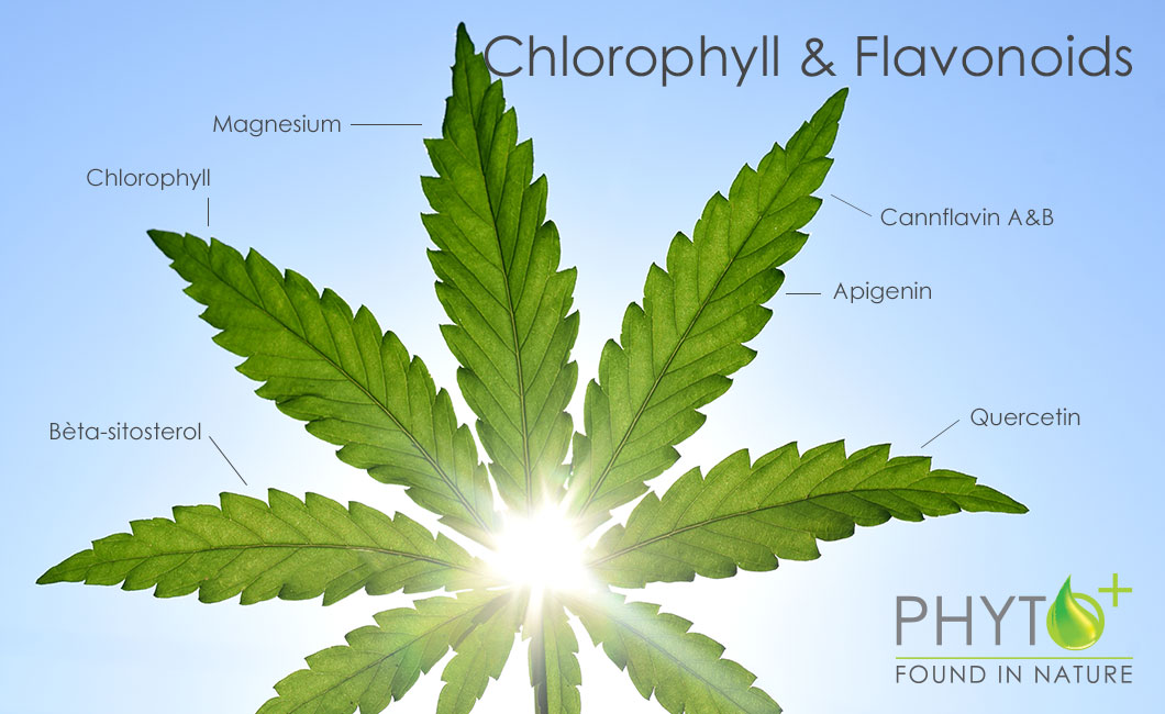 Chlorophyll and flavonoids in CBD oil