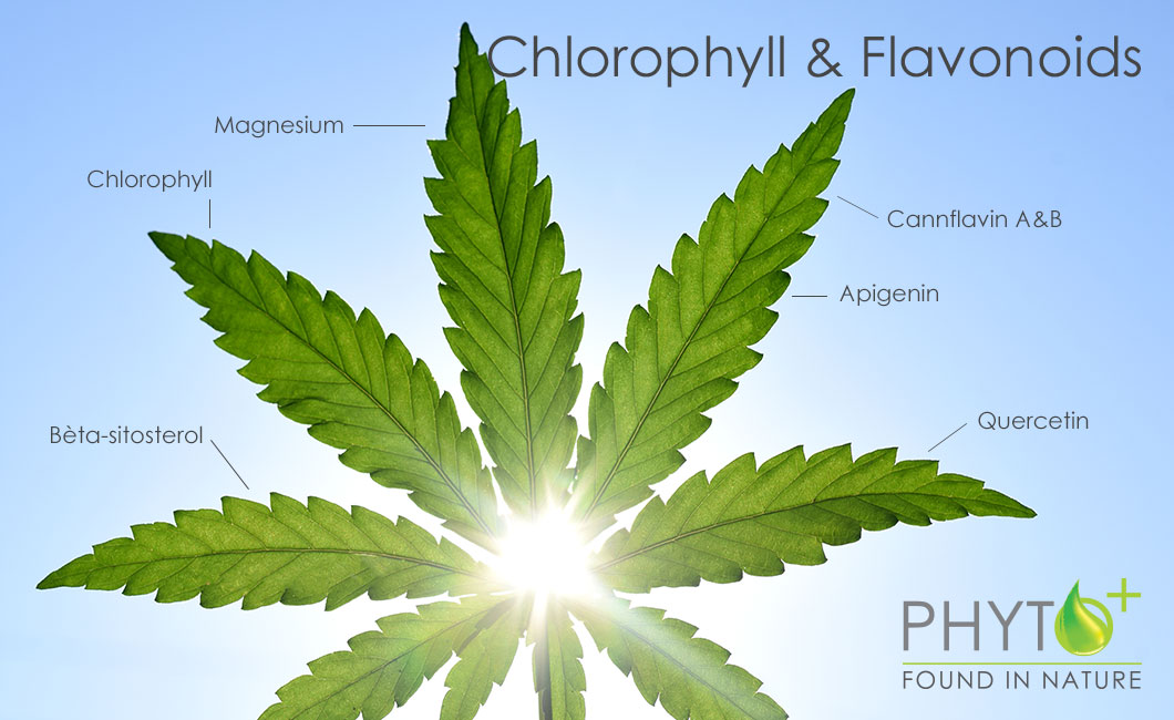 Chlorophyll und Flavonoide CBD Öl