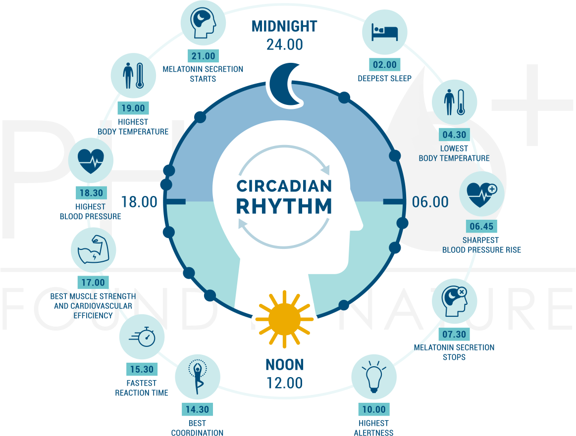 On this image, you can see how our Circadian Rhythm operates 24 hours a day