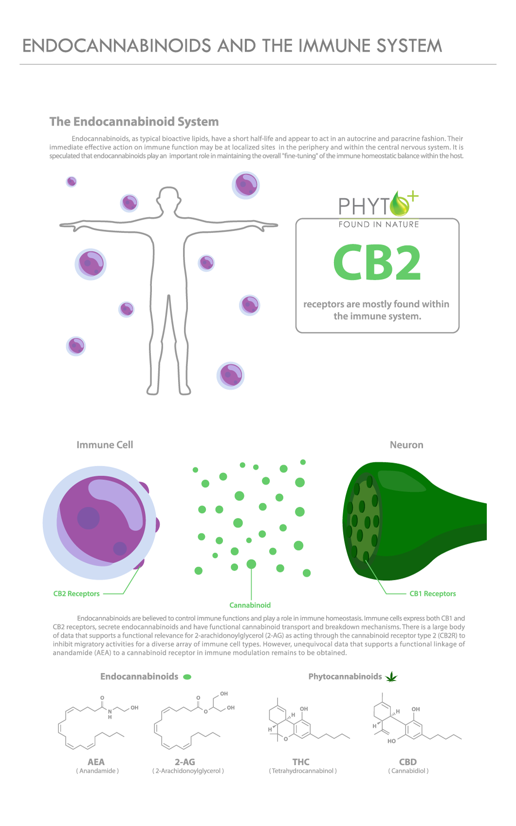 Endocannabinoiden en het immuunsysteem grafiek met CB2 receptoren