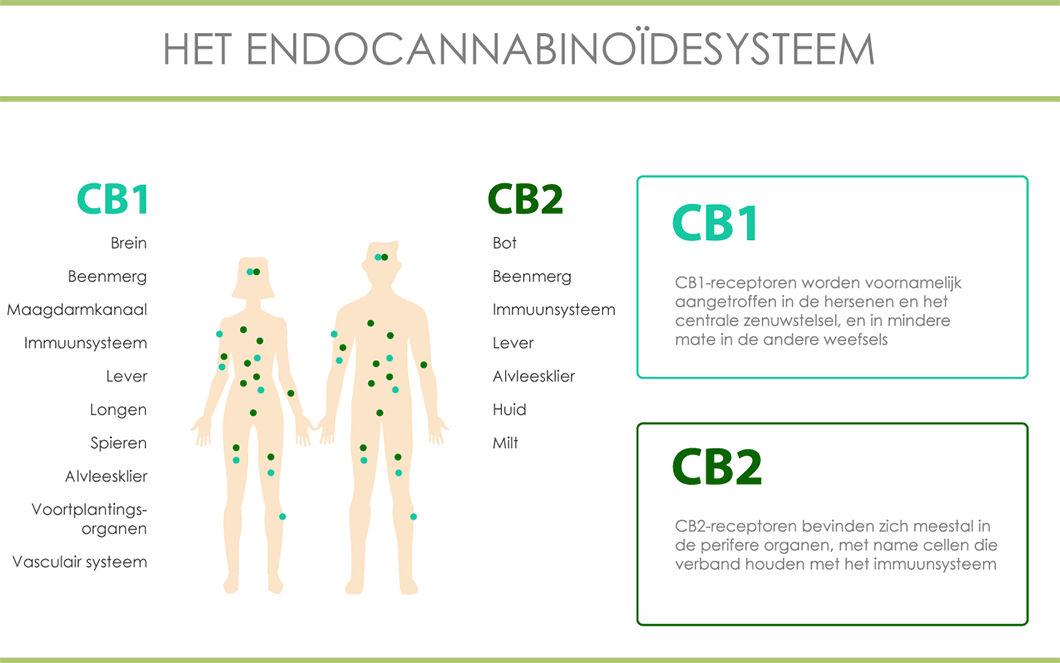 Het endocannabinoidensysteem met CB1 en CB2 receptoren