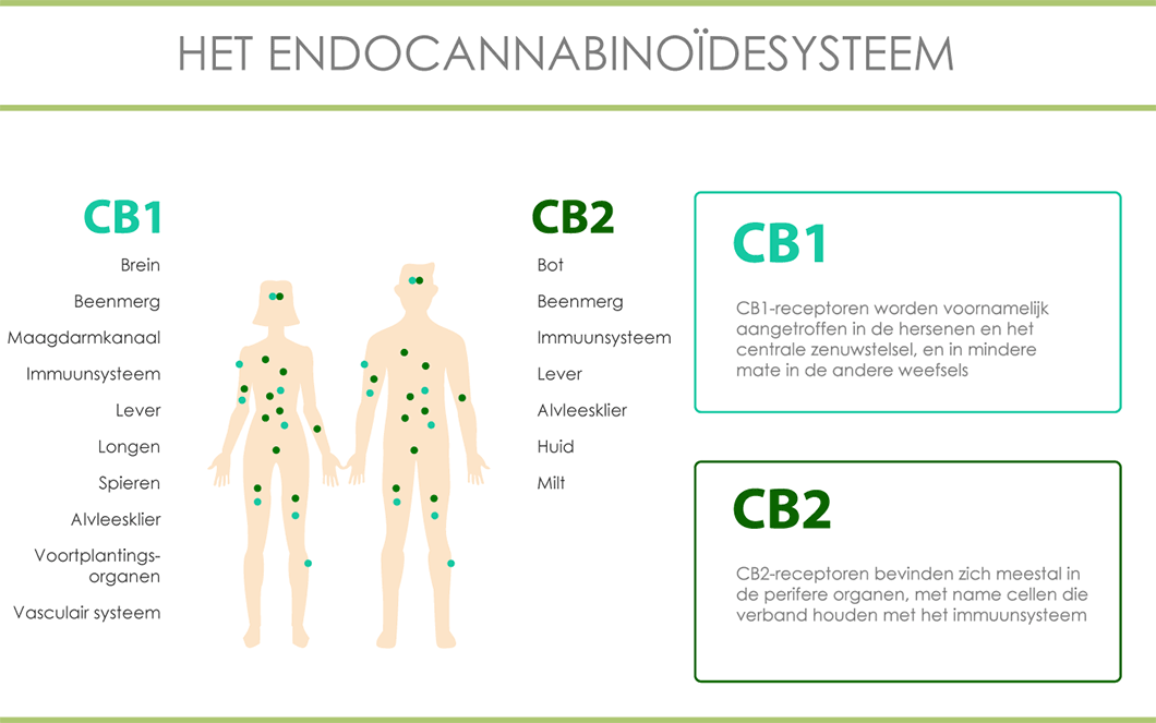 O gráfico do sistema endocanabinoide com recetores CB1 e CB2.