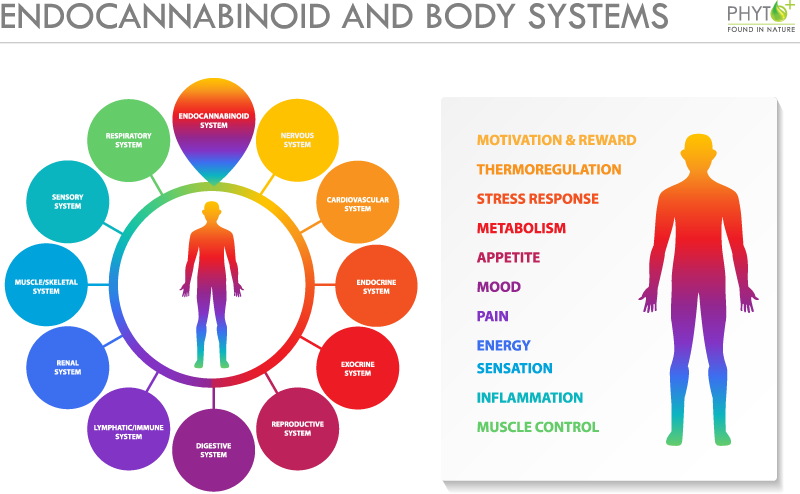 Endocannabinoids and the bodily system chart