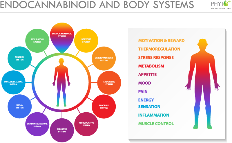 systèmes endocannabinoïdes et corporels