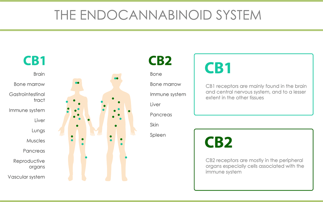 The Endocannabinoidsystem of a human body with CB1 and CB2 receptors
