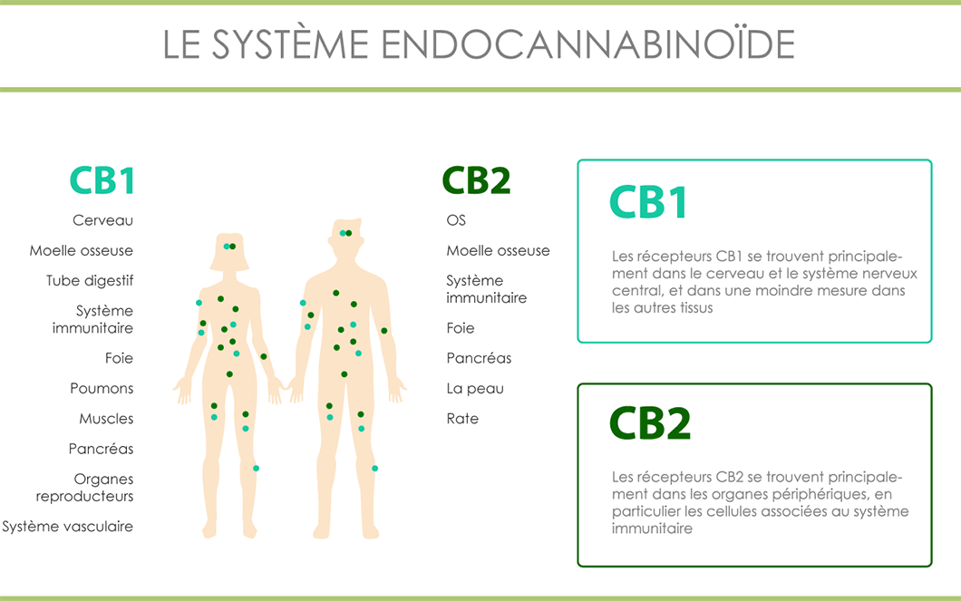 Tableau du système endocannabinoïde avec les récepteurs CB1 et CB2