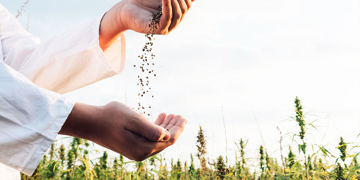 Hanfsamen-Ernte auf den CBD-Hanffeldern von Phyto Plus