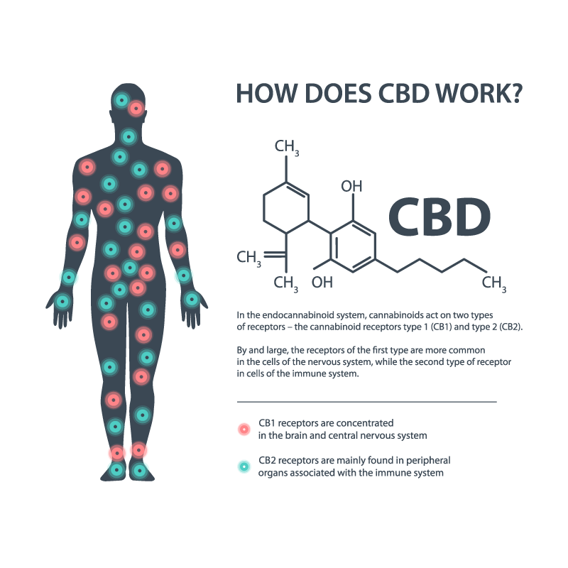 How CBD works in the human body - CB1 and CB2 receptors chart