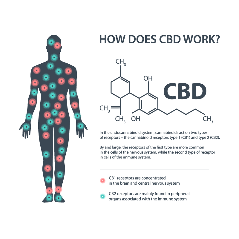 Hoe CBD werkt in het menselijk lichaam met CB1 en CB2 receptoren