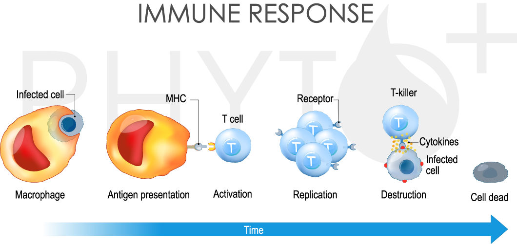 Immune response chart with T-cell interaction timeline