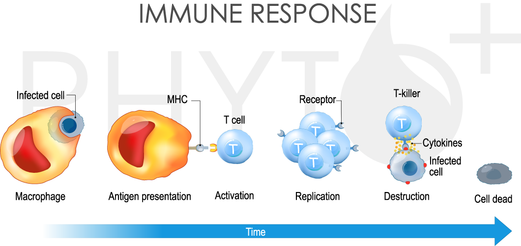 chronologie de la réponse immunitaire d'une cellule T