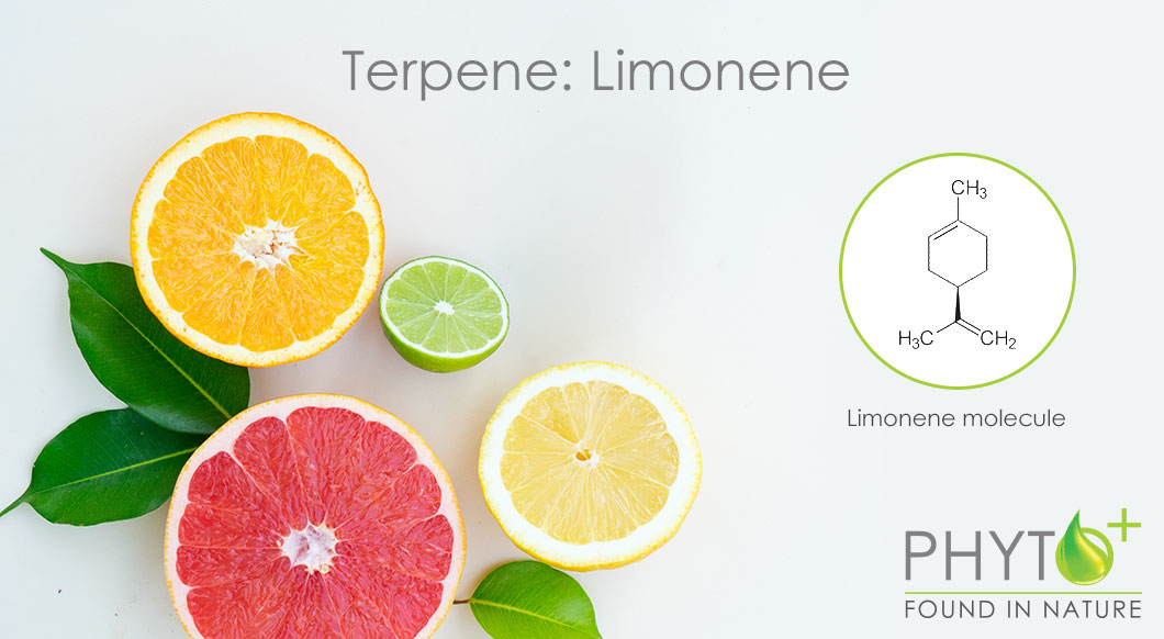 Terpène limonène dans l'huile de CBD