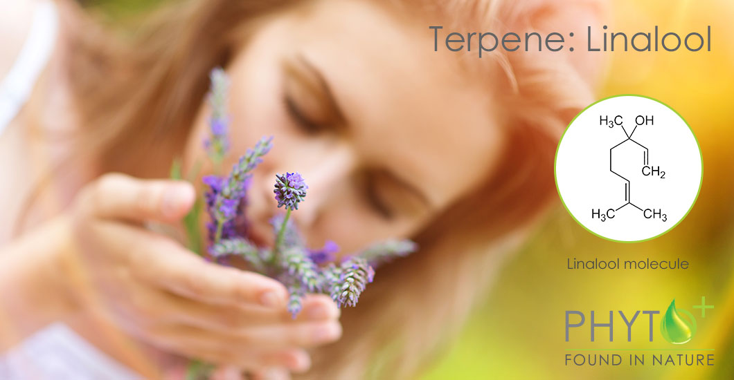 Linalool terpene in CBD oil