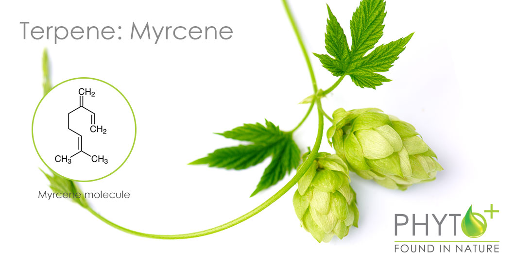 Myrcene terpene in CBD hemp oil