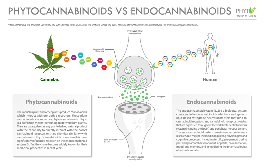 Phytocannabinoids vs Endocannabinoids - CBG Oil Phyto Plus CBD