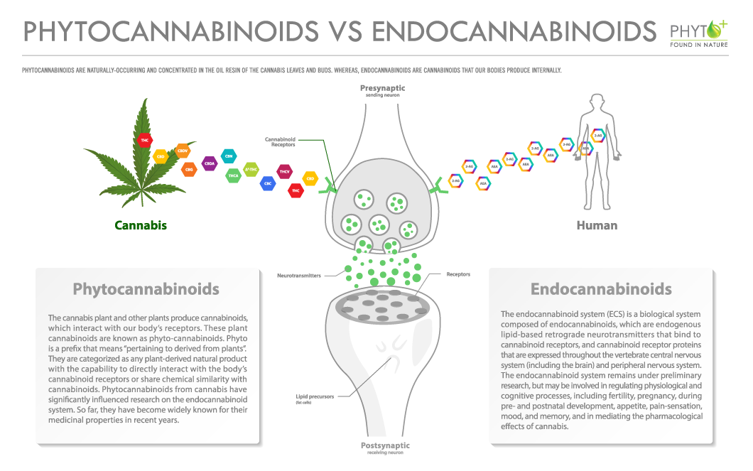 Phytocannabinoids vs Endocannabinoids - Huile de CBG Phyto Plus CBD