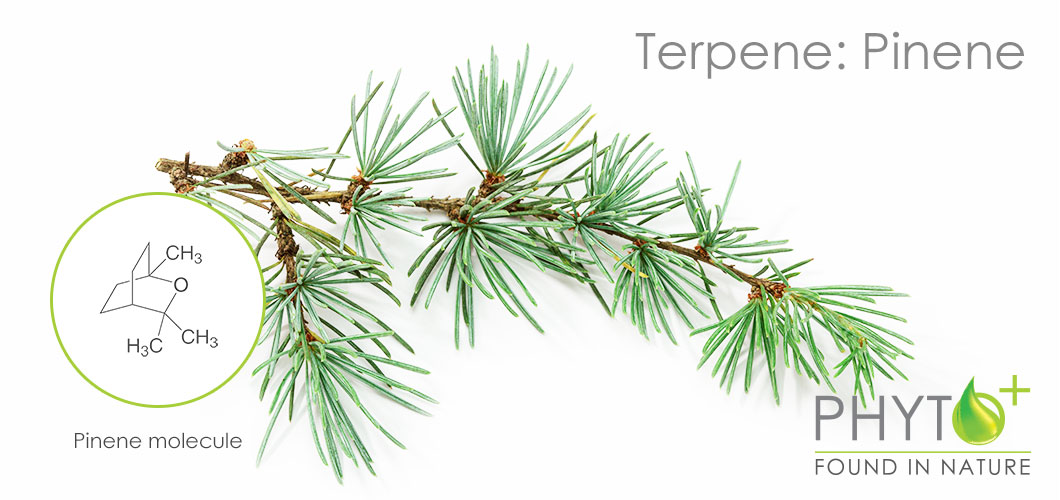 Pinene terpene in CBD oil