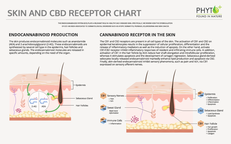 Acne skin and CBD receptor chart