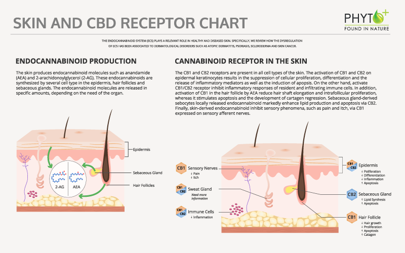 Diagramm der Haut- und CBD-Rezeptoren