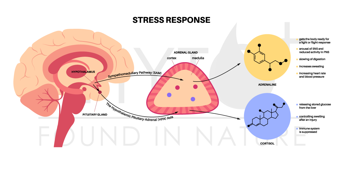 Réponse au stress de l'hypophyse - production de cortisol et d'adrénaline pour le mode combat ou fuite.