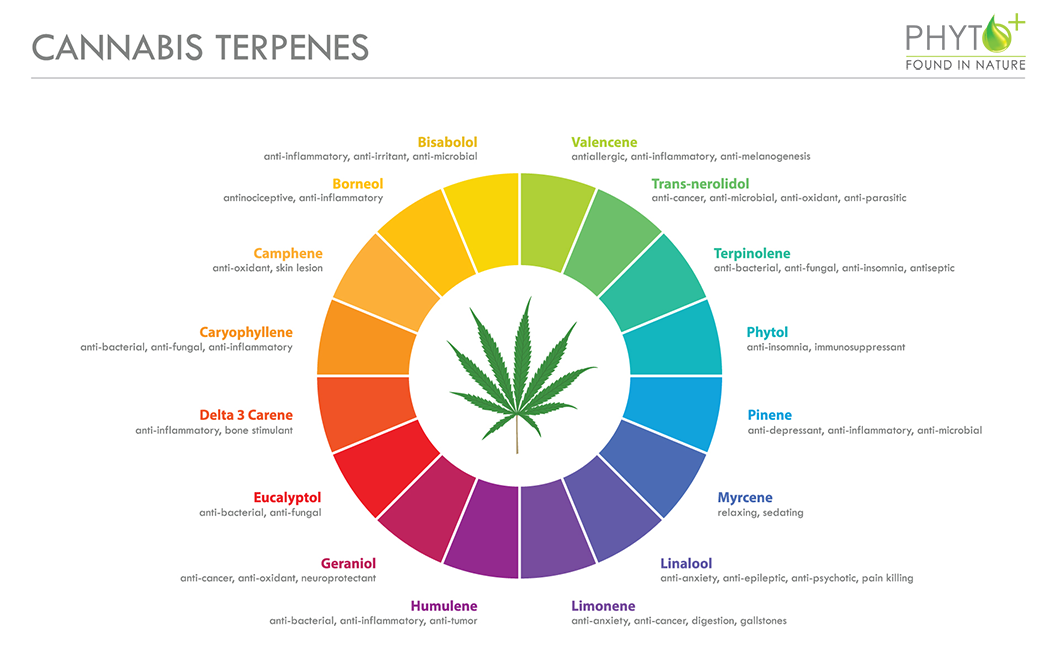 Cannabis Terpenes - Terpinoid profile of CBD oil