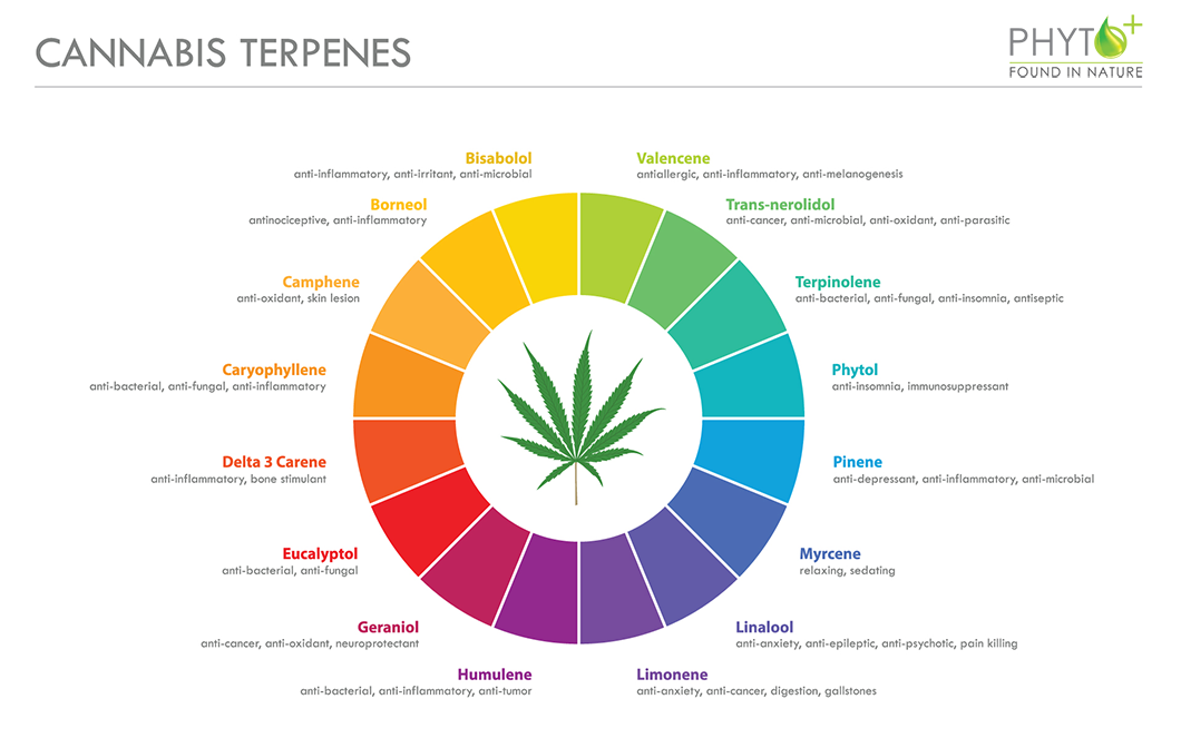 Cannabis-Terpene - Terpenoidprofil von CBD Öl