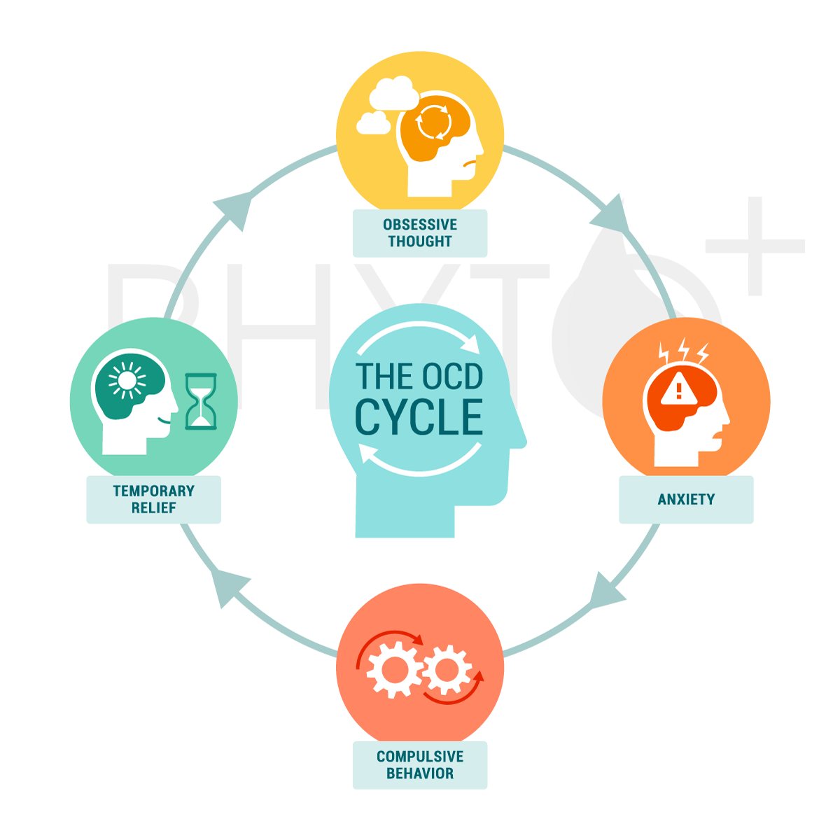 The OCD cycle of symptoms and actions - Phyto Plus CBD